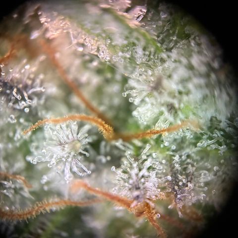 Pineapple Kush #1 growlog timeline photo
