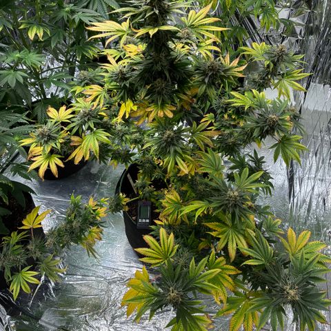 Pineapple Kush #2 growlog timeline photo