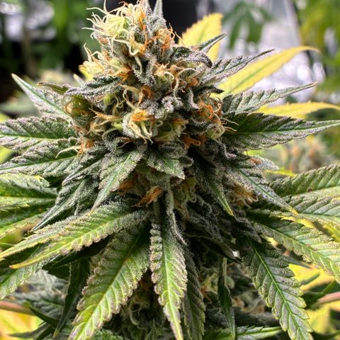 Pineapple Kush #2 growlog timeline photo