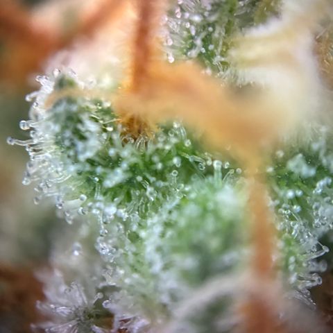 Pineapple Kush #2 growlog timeline photo