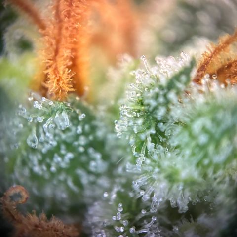 Pineapple Kush #2 growlog timeline photo