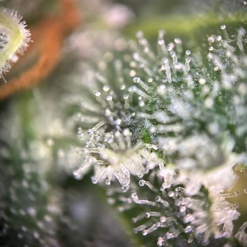 Pineapple Kush #2 growlog timeline photo