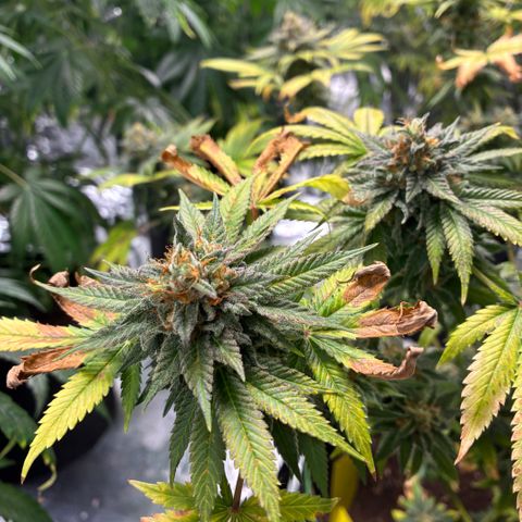 Pineapple Kush #2 growlog timeline photo