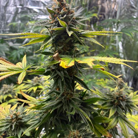 Pineapple Kush #2 growlog timeline photo