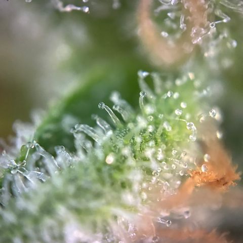 Pineapple Kush #2 growlog timeline photo