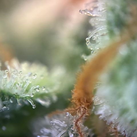 Pineapple Kush #2 growlog timeline photo