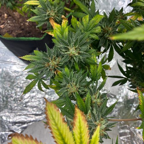 Pineapple Kush #2 growlog timeline photo