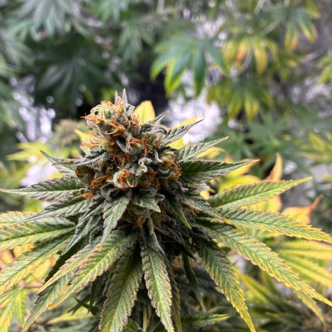 Pineapple Kush #2 growlog timeline photo
