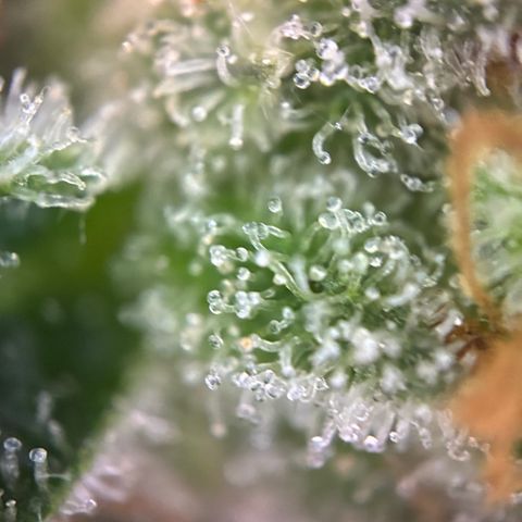 Pineapple Kush #2 growlog timeline photo