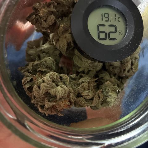Pineapple Kush #1 growlog timeline photo