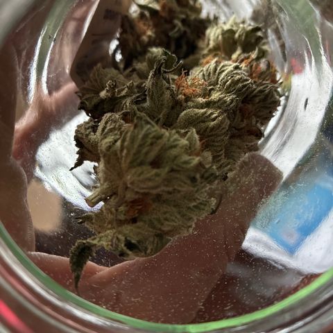 Pineapple Kush #2 growlog timeline photo