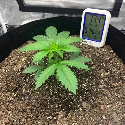 Gelat.OG growlog timeline photo