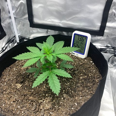 Gelat.OG growlog timeline photo