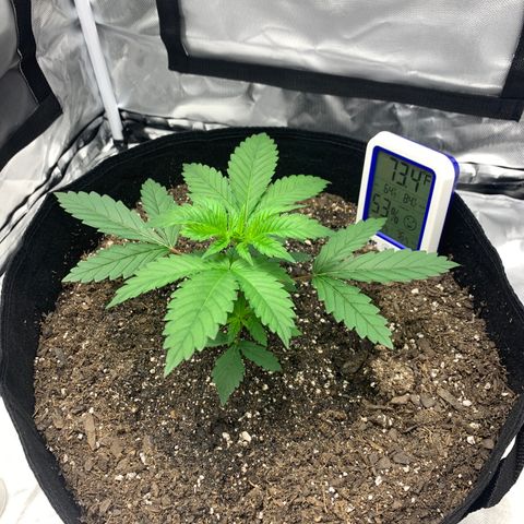 Gelat.OG growlog timeline photo