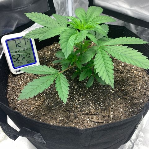 Gelat.OG growlog timeline photo