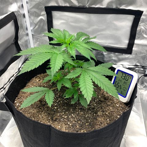 Gelat.OG growlog timeline photo