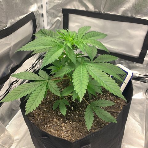 Gelat.OG growlog timeline photo
