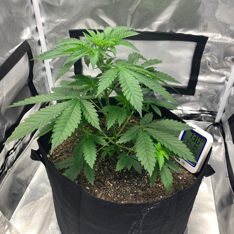 Gelat.OG growlog timeline photo