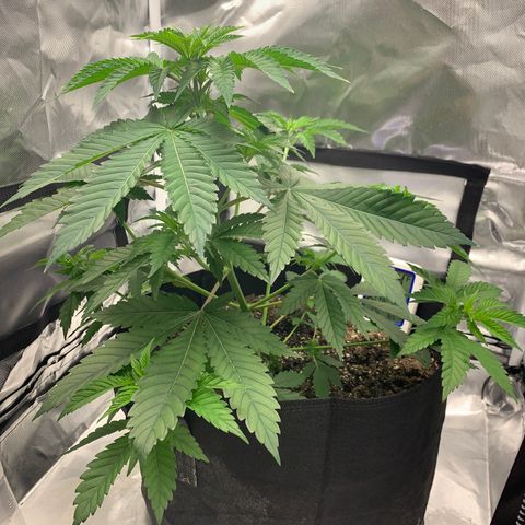 Gelat.OG growlog timeline photo
