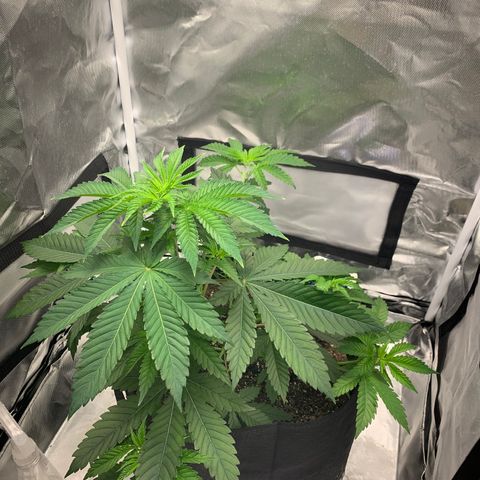 Gelat.OG growlog timeline photo