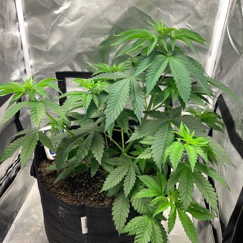 Gelat.OG growlog timeline photo