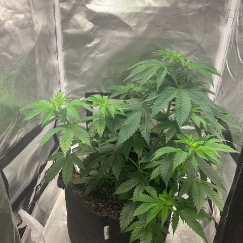 Gelat.OG growlog timeline photo
