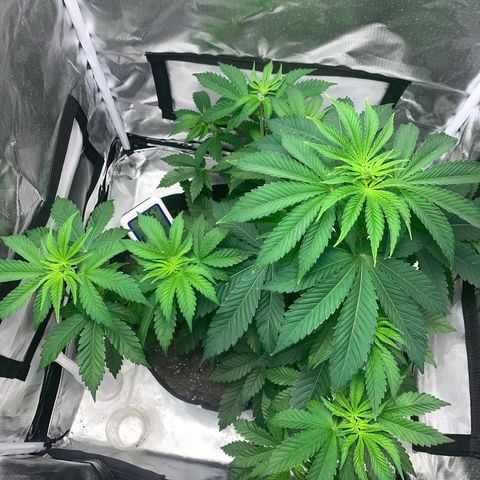 Gelat.OG growlog timeline photo