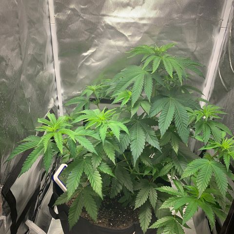 Gelat.OG growlog timeline photo