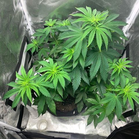 Gelat.OG growlog timeline photo