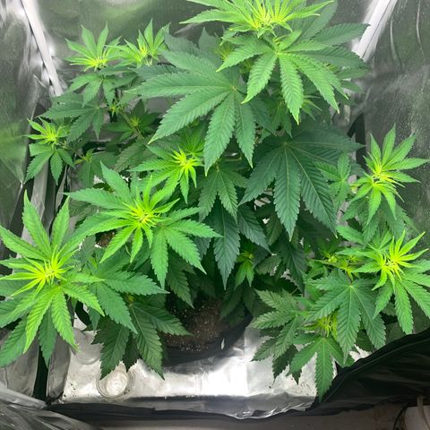 Gelat.OG growlog timeline photo