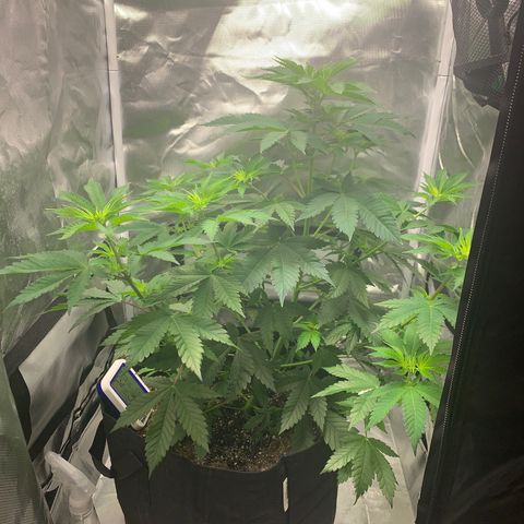 Gelat.OG growlog timeline photo