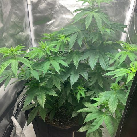 Gelat.OG growlog timeline photo