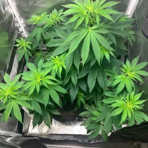 Gelat.OG growlog timeline photo