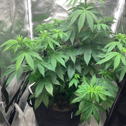 Gelat.OG growlog timeline photo