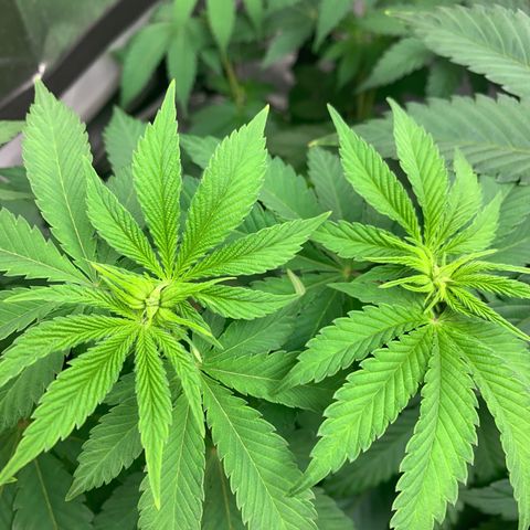 Gelat.OG growlog timeline photo
