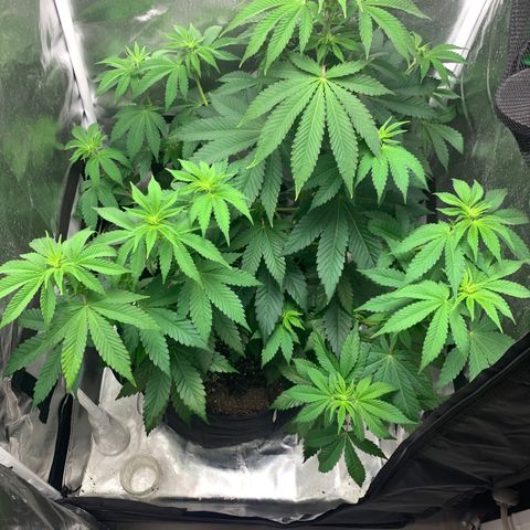 Gelat.OG growlog timeline photo
