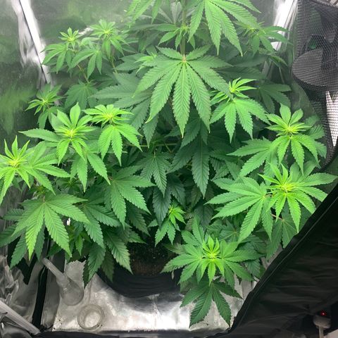Gelat.OG growlog timeline photo