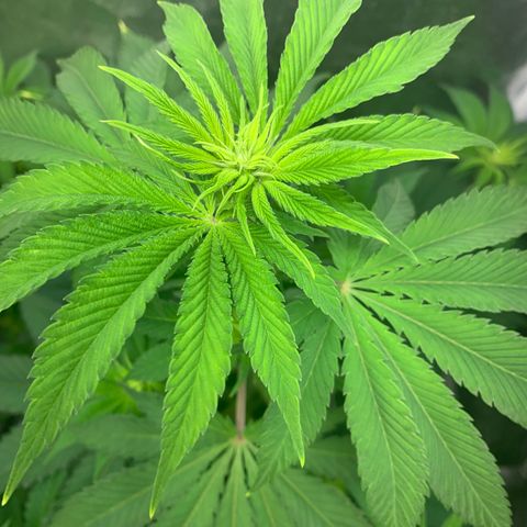 Gelat.OG growlog timeline photo