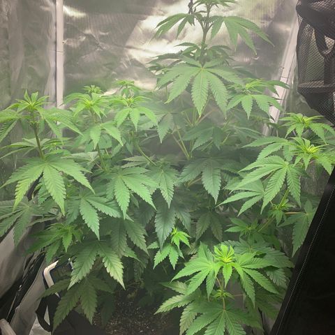 Gelat.OG growlog timeline photo