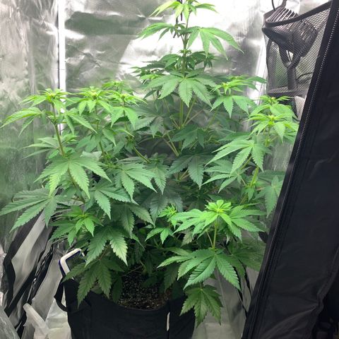 Gelat.OG growlog timeline photo