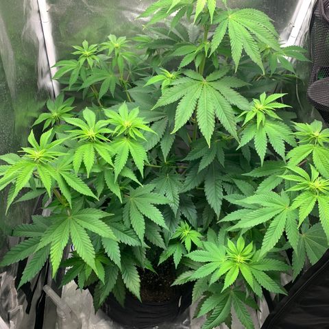 Gelat.OG growlog timeline photo
