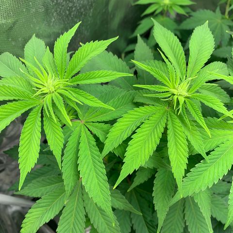 Gelat.OG growlog timeline photo