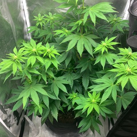 Gelat.OG growlog timeline photo