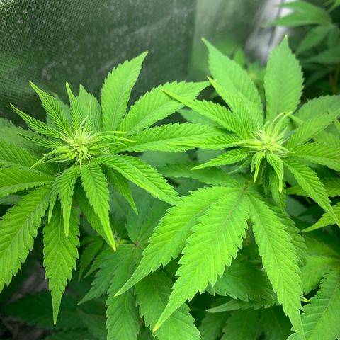 Gelat.OG growlog timeline photo