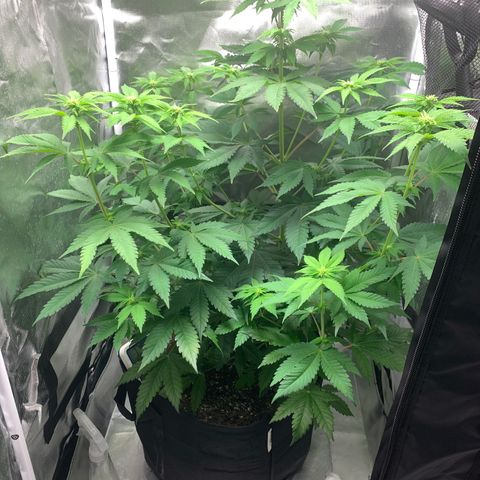 Gelat.OG growlog timeline photo