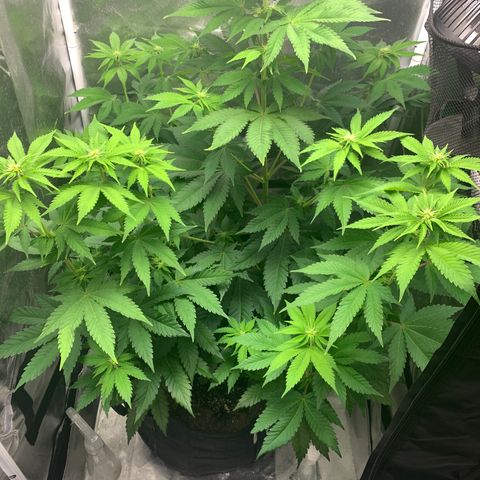 Gelat.OG growlog timeline photo