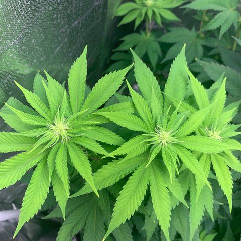 Gelat.OG growlog timeline photo