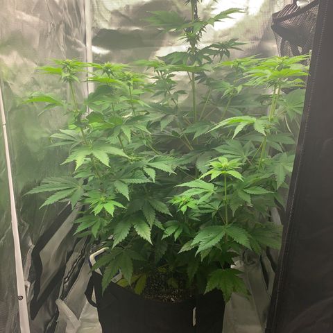 Gelat.OG growlog timeline photo