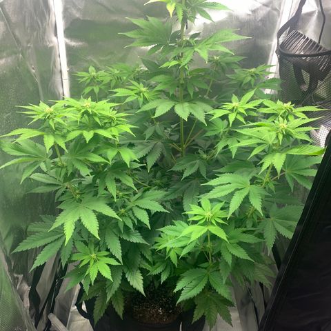 Gelat.OG growlog timeline photo