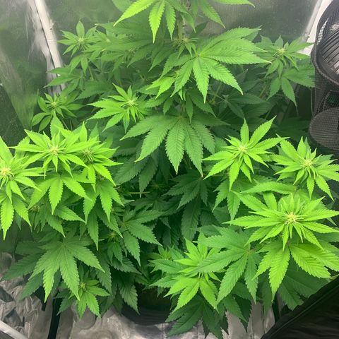 Gelat.OG growlog timeline photo